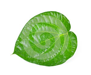 Green betel leaf heart shape isolated on white background