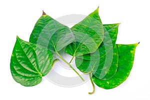 Green betel leaf is herbal