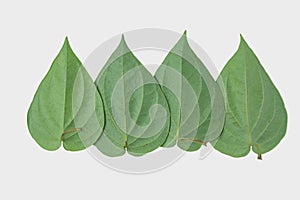 Green betel leaf isolated on the gray background with clipping p