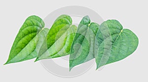 Green betel leaf isolated on the gray background with clipping p