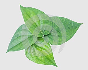 Green betel leaf isolated on the gray background with clipping p