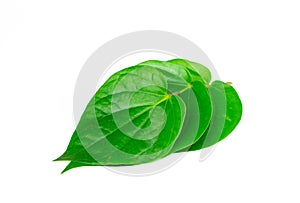 Green betel leaf isolated on the white background