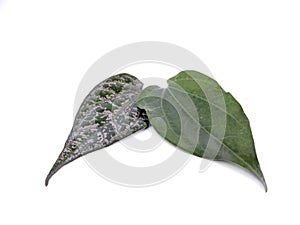 Green betel leaf isolated on white background