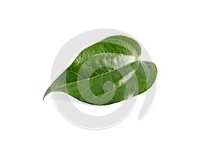 Green betel leaf isolated on white background