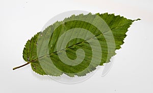 Green betel leaf isolated on the white background