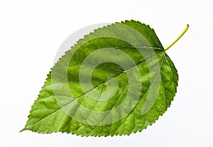 Green betel leaf isolated on the white background