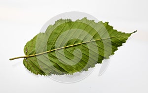 Green betel leaf isolated on the white background