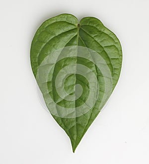 This is Green betel leaf isolated on the white background