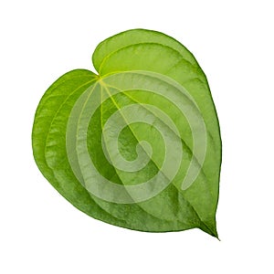 Green betel leaf isolated on white background