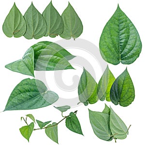 Green betel leaf isolated on the white background with clipping
