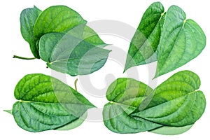 Green betel leaf isolated on the white background with clipping