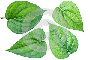 Green betel leaf isolated on the white background with clipping