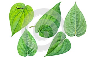 Green betel leaf isolated on the white background with clipping