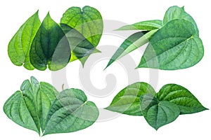 Green betel leaf isolated on the white background with clipping