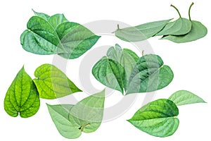 Green betel leaf isolated on the white background with clipping