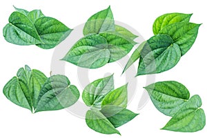 Green betel leaf isolated on the white background with clipping