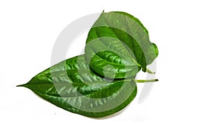 Green betel leaf with so many properties for the body as a medicine and prevention of body odor. on a white background..