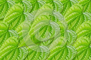 Green betel leaf texture.