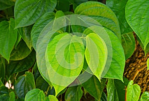 Green betel leaf on the tree for background
