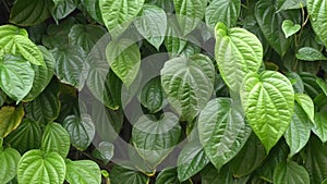 Green betel leaf, video of lush green betel leaves