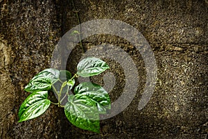 Green betel leaves