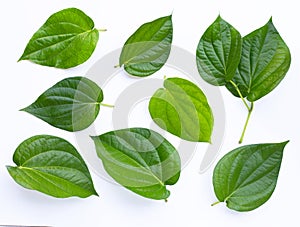 Green betel leaves, Fresh piper betle on white
