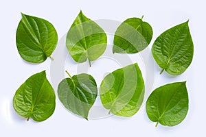 Green betel leaves, Fresh piper betle on white background