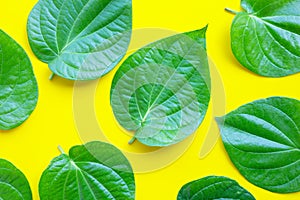 Green betel leaves, Fresh piper betle on yellow background