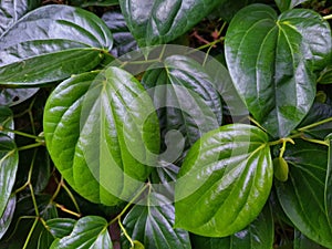 Green betel leaves grow lushly in the yard.