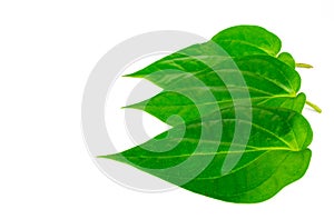 Green betel leaves isolated on the white background