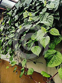 green betel leaves on an orange wall background