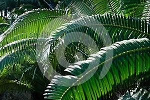 Green betel palm leaf pattern, natural texture background concept