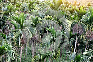 Green betel palm tree or areca palms