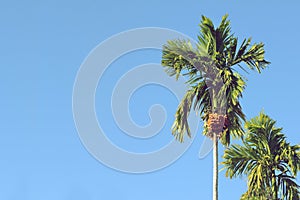 Green betel palm tree or areca palms on blue sky.