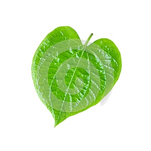 Green Betel or Piper Betle leaf