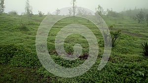 Green beuty on Sinhagad fort