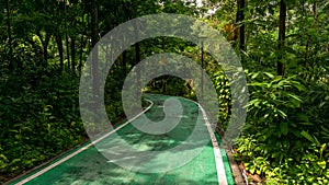 Green bicycle lane and white line border through the jungle under greenery trees