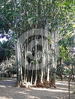 Green Big bamboostick