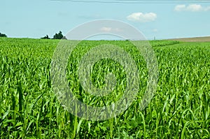 Green big corn fields with blue sky on horizon