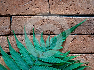 Green big fern on the background of a brick wall.