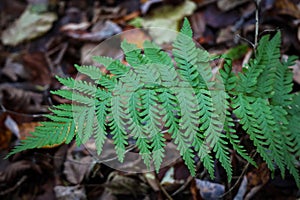 Green fern leaf covering over the brown dry leaves forest carpet in scarce sun light