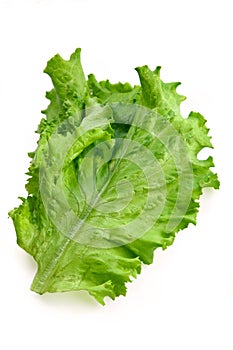 Green big fresh salad leaf