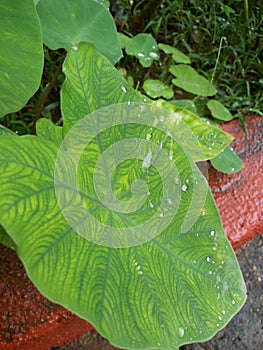 Green big leaf with rain droplets