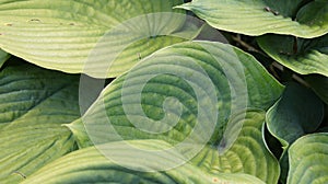 Green big leaves with geometric patterns.