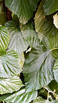 Green big leaves images, Nature wallpaper