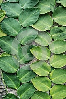 Green big leaves old wall decorated in garden background