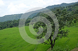 The green big mango tree with raw fruit in the field