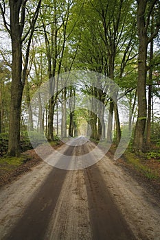 Green big oaks standing alongside dirt sand road in forest landscape