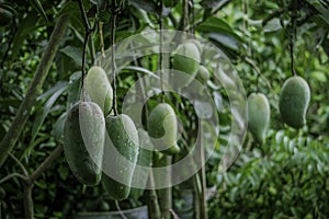 Green Big Size Bangladeshi Maldaha Mango, Rajshahi Fazli of Fozlee Mango photo