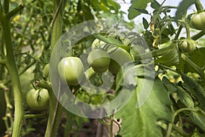 Green big tomatoes